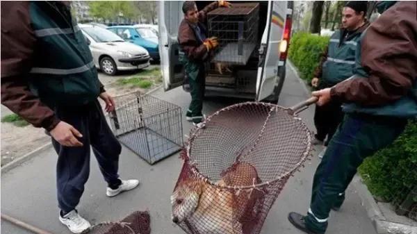 你支持捕捉流浪狗吗？“治理狗患，刻不容缓，泱泱大国，以人为本，坚决捕捉流浪狗。”