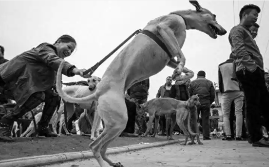 “牺牲的狗英雄！”你敢相信吗？我国下令捕杀18万只土狗, 最终换来了24架苏联战斗机…