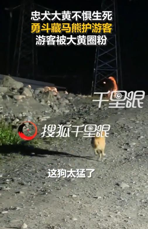 “太有灵性了！”7月22日，西藏那曲，游客游玩时遇到棕熊，村民家的大黄狗闻到气温