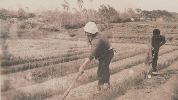毛主席去南泥湾视察，王震请客吃烧鸡，饭后主席悄悄将鸡架揣兜里