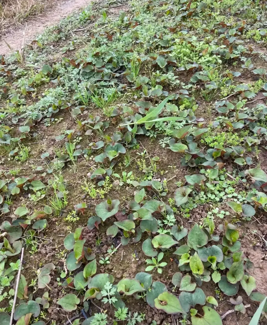 在贵州省某乡村，53岁的张阿姨因多次发现田间折耳根（学名鱼腥草）数量锐减，深感这
