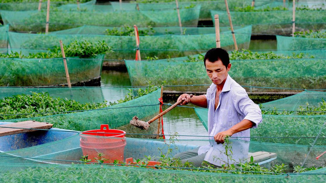 “地下”特色养殖模式乱象：牛蛙被30多地“禁养”，冤不冤？特色养殖遍地开花，牛蛙养殖是咋被30多地列