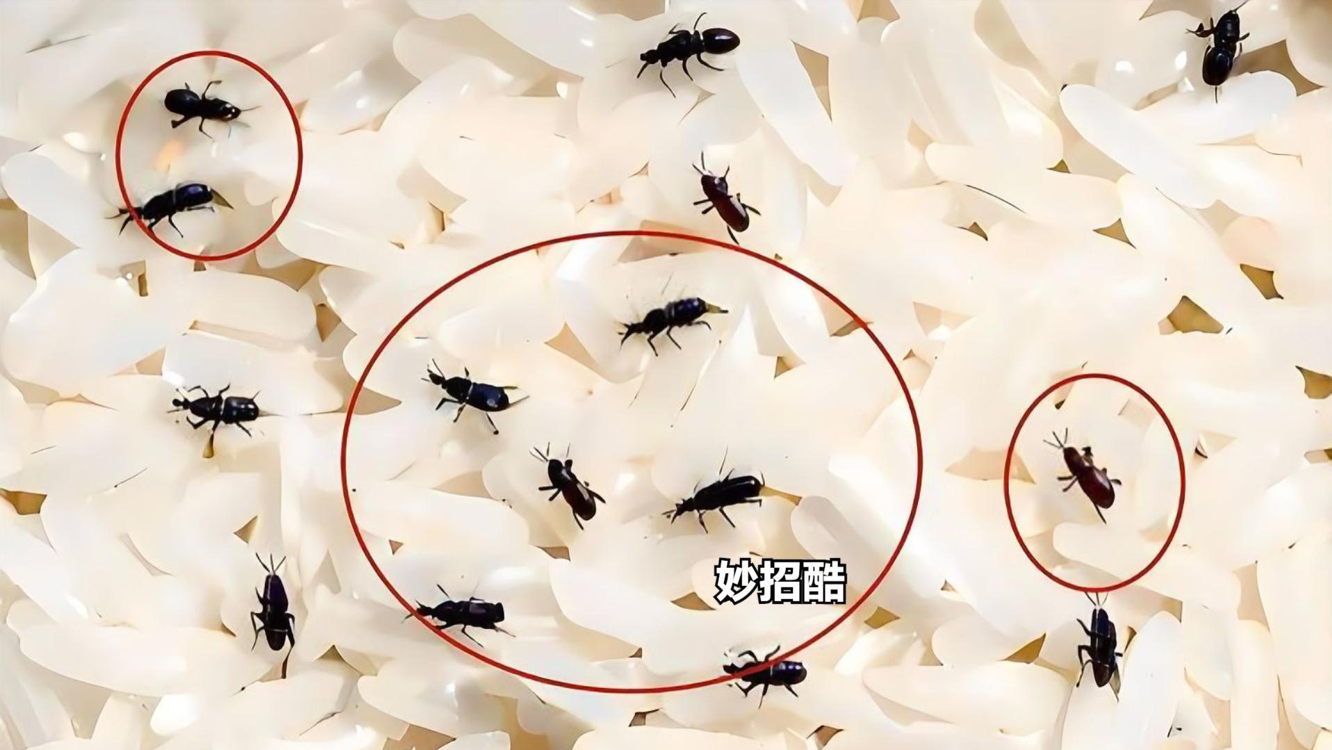 大米生虫不要晒了，米店老板教我一招，大米放一年都不生米虫！