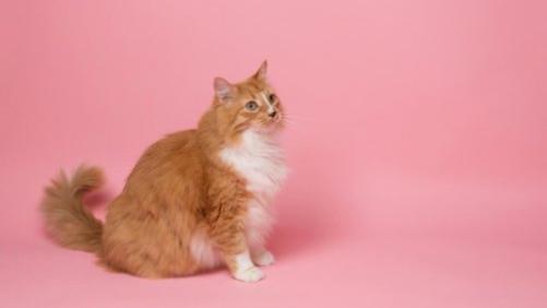 哪款烘焙猫粮最健康还便宜？2025年国产猫粮推荐排行榜10强