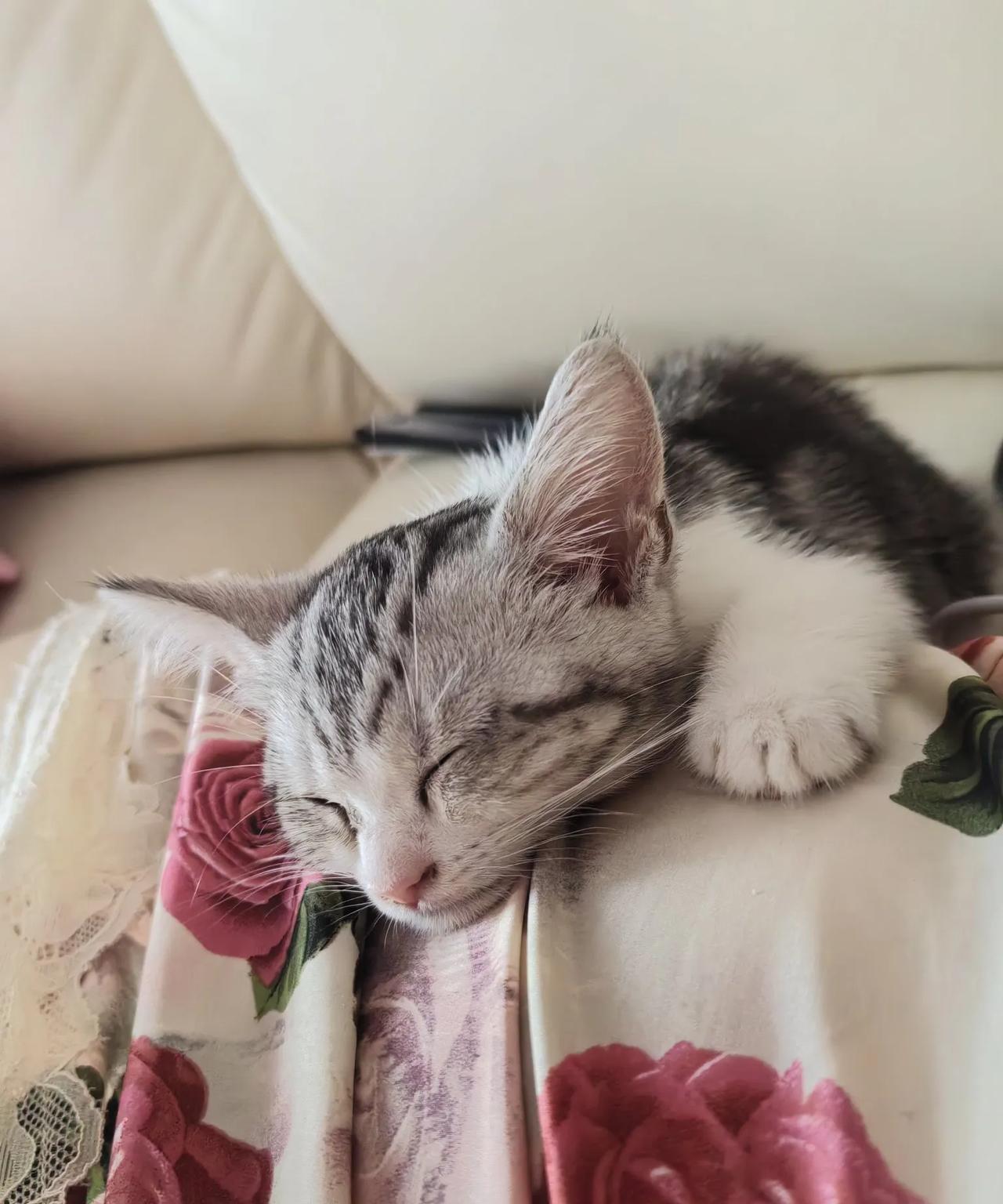 早上起来，看到老公的眼睛肿了，小猫的死让他很难过，埋它的时候，他流泪了。
小猫叫