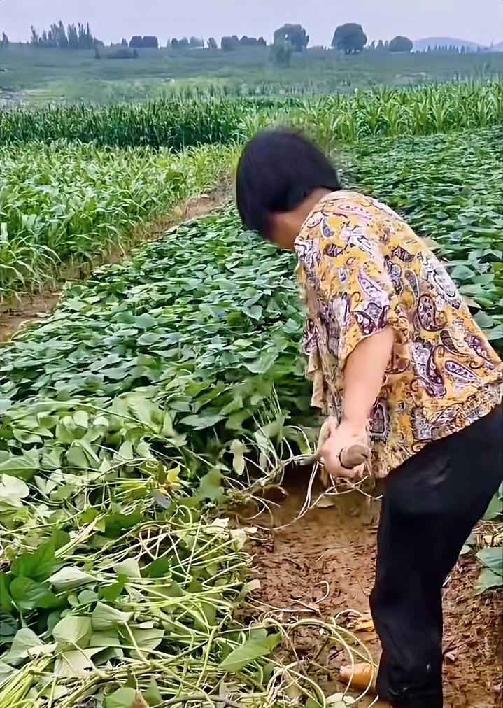 今天早上，给我妈打电话，没人接。又把电话打给弟弟，说去别人送的那块地里“翻红薯藤