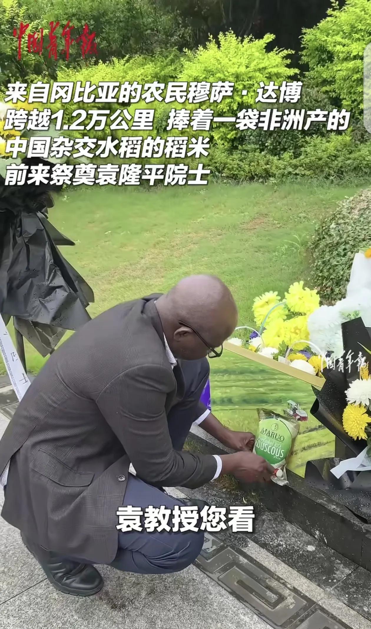 非洲农民万里送“稻”念！6月11日，来自冈比亚的农民穆萨.达博跨越12000公里