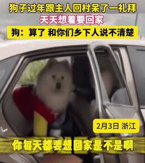 它:回城！回城！
女:为啥回去？为啥呆不惯？
它:地太脏，沙发不够软，房子不够暖