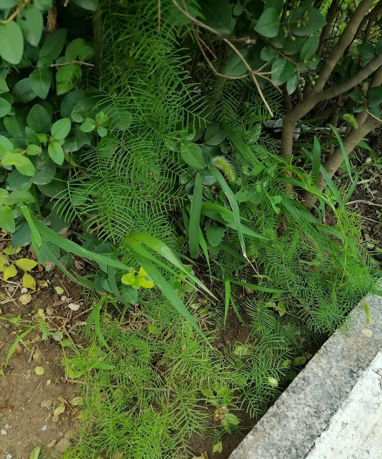有一个发现：
同一种植物，
在不同的环境，
开花的时间是不同的。
同样是孩子，
