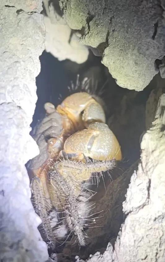 这是什么生物？有没有认识的？