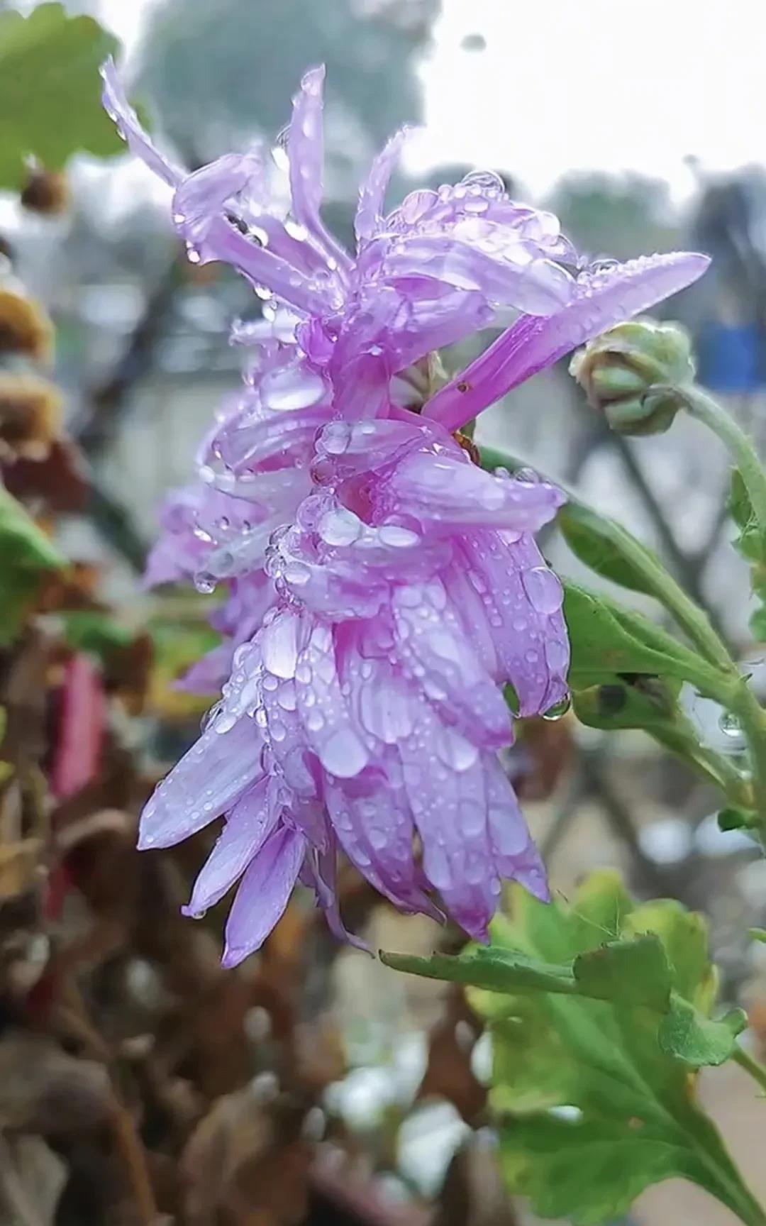 #分享一张你相册的拍的花#这是过年回老家拍的我爸种在家门口的菊花，刚下完雨后的样