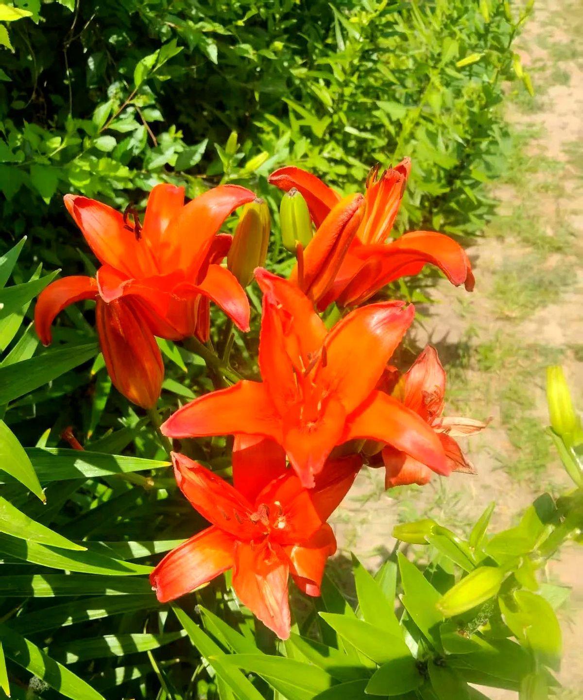 累了一天，翠翠迷迷登登睡着了。年年的话像针尖，猛地扎醒了她。
宝宝这娃现在越来越