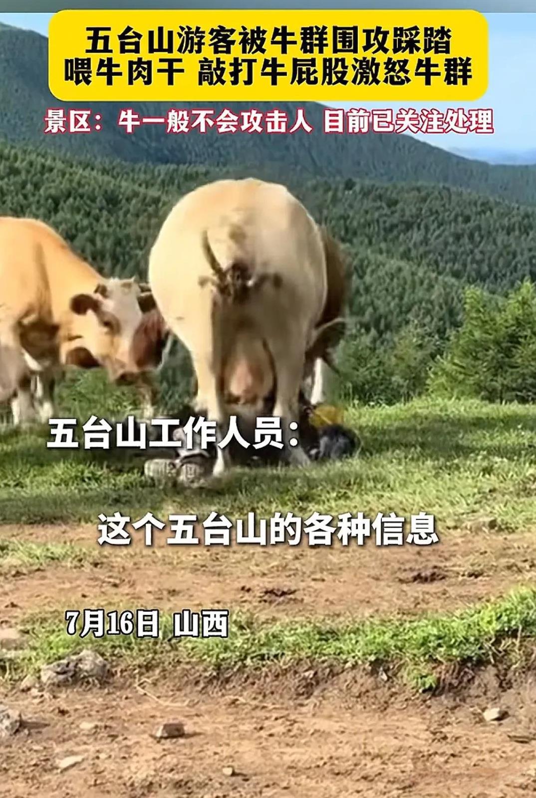 7月16日，五台山风景区，一名男游客遭牛群踩踏。至于牛为何踩踏他，一说喂牛吃牛肉