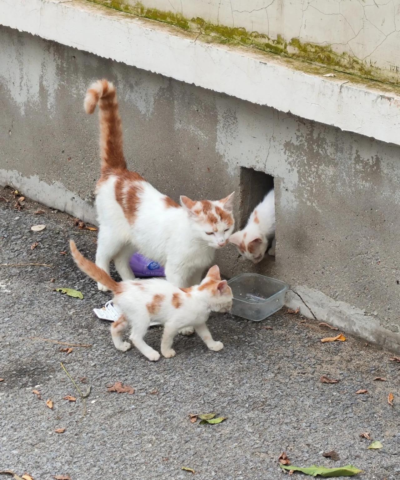 这野猫下崽了！
我们小区的这个墙外是一块闲置十多年的荒地，也没有什么开发商来盖楼