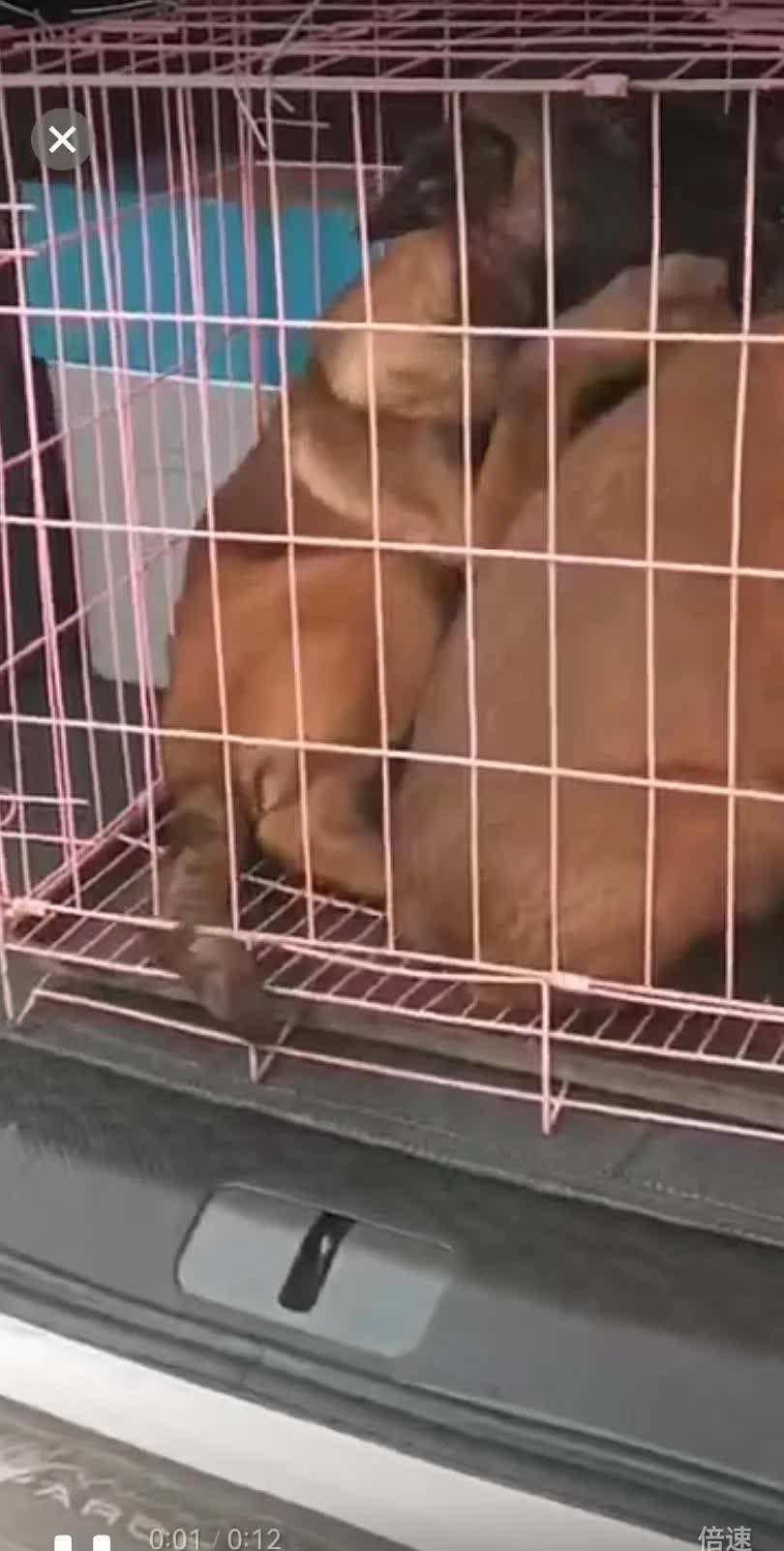 太荒唐！运送马犬司机加价不成竟私吞！
4月1日消息，河南尉氏县马犬养殖场老板韩