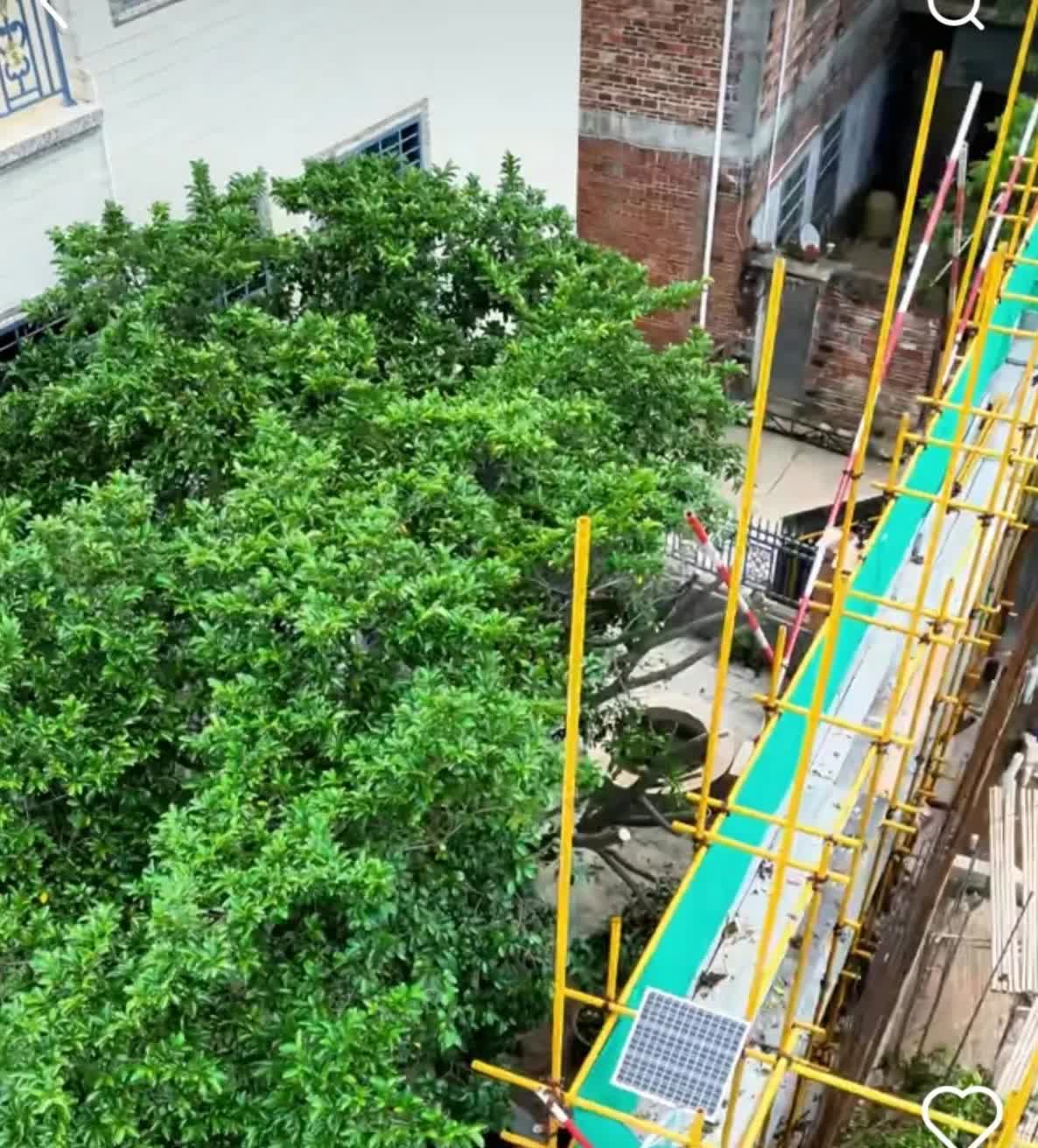 全红婵新家，邻居树木修剪好了，邻居常年不在家 ，所以没有沟通好。