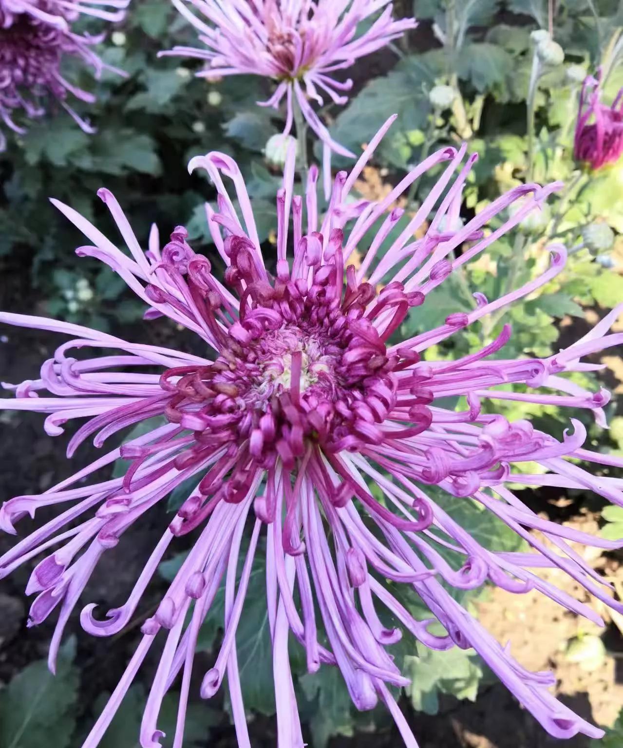 #分享一张花朵照片#
  随手拍一张#我拍的花朵#