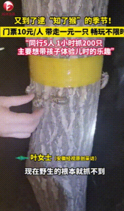 “聪明人干啥都赚钱！”江苏，一家养殖“知了猴”基地，老板竟然以10元一人的门票，