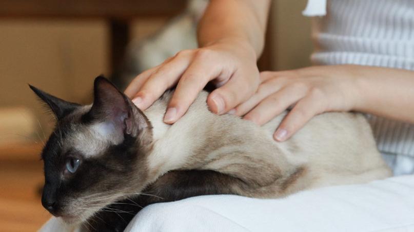 有没有最受欢迎的猫罐头？2025品质好的猫罐头排名前十测评！