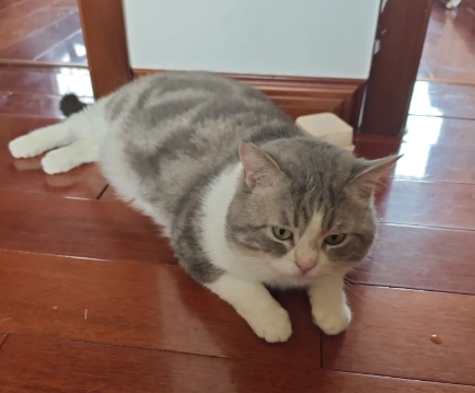 今天同事说我家猫咪是智商低下的猫， 原因是它从来不捣蛋不怎么叫