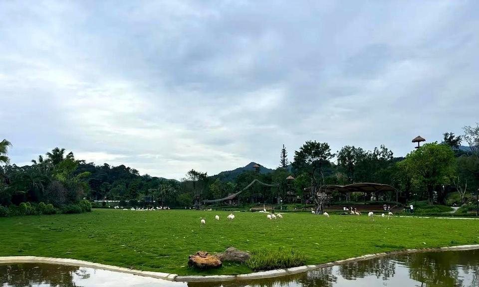 清远长隆天上掉下来个大鸟！
在商店吃东西，突然啪的一声，旁边掉下来个大鸟。
仔细
