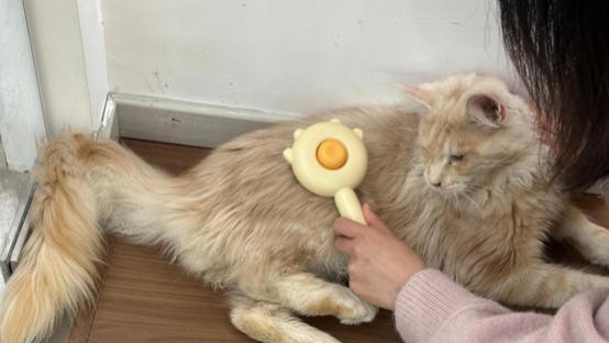 辞去月薪2万工作到养猫5只做自媒体：我用3年治愈了失去猫咪的伤痛