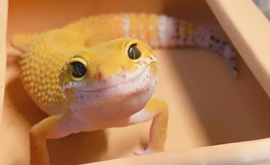 新手养守宫该怎么选