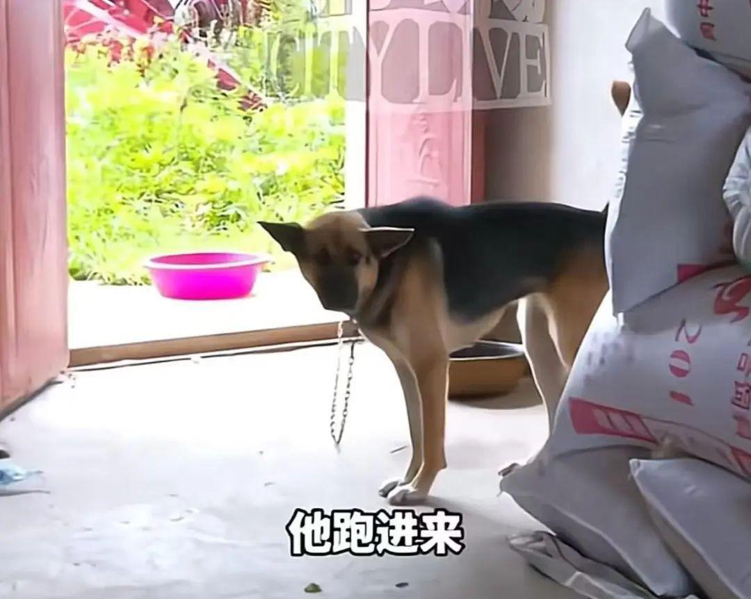 江西南昌，一9岁男童暑假去乡下找同学玩，见家门没关，闯了进去，不料，一条拴在屋内