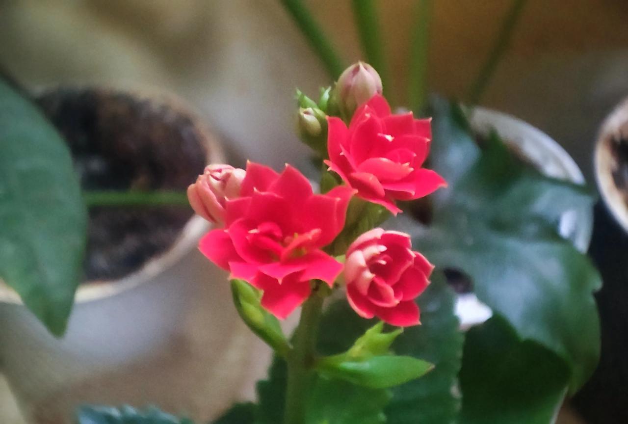 《梅花易数后天端卦——火风鼎》
变革过后，将会有一个不错的开端，所有事情都向着有
