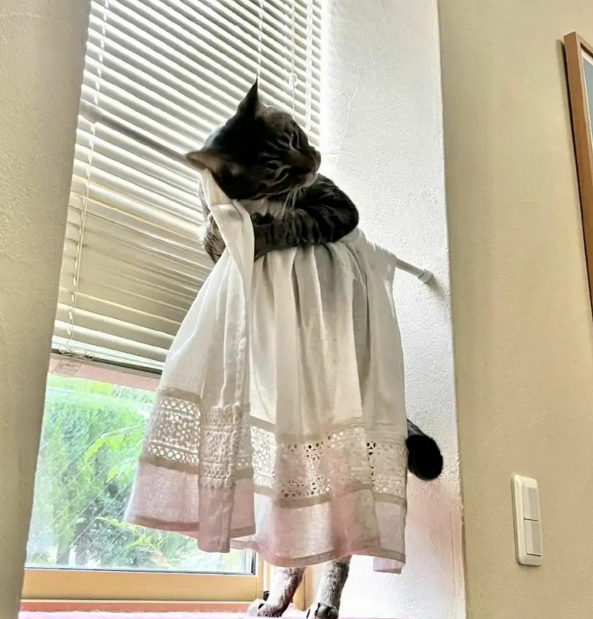 少女感十足的猫猫的照片