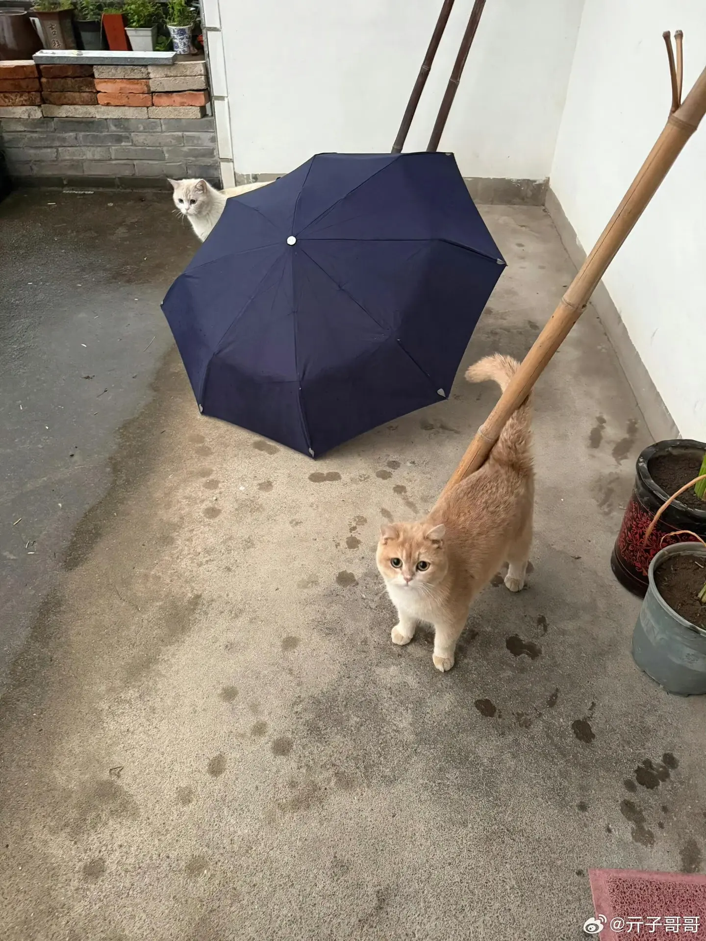 下雨天，家里来了两个避雨的小家伙
小猫咪还挺聪明的
