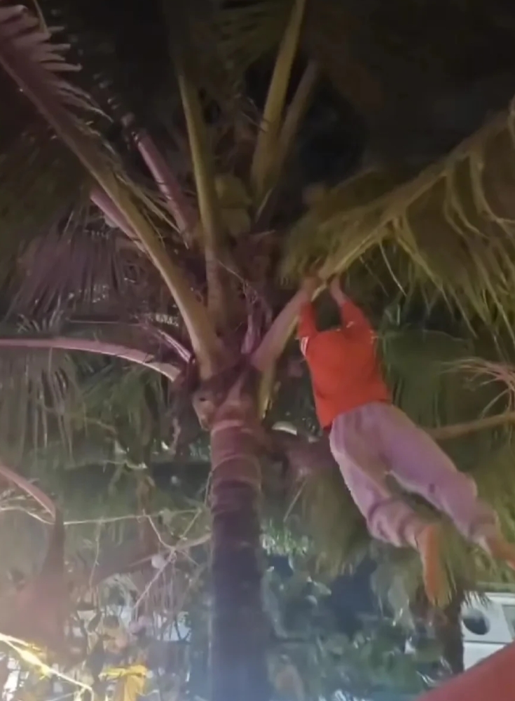 看了赤岭小孩哥这矫健身手，就算没有这次漂流经历，也是早晚都能火啊！

帮人摘个椰