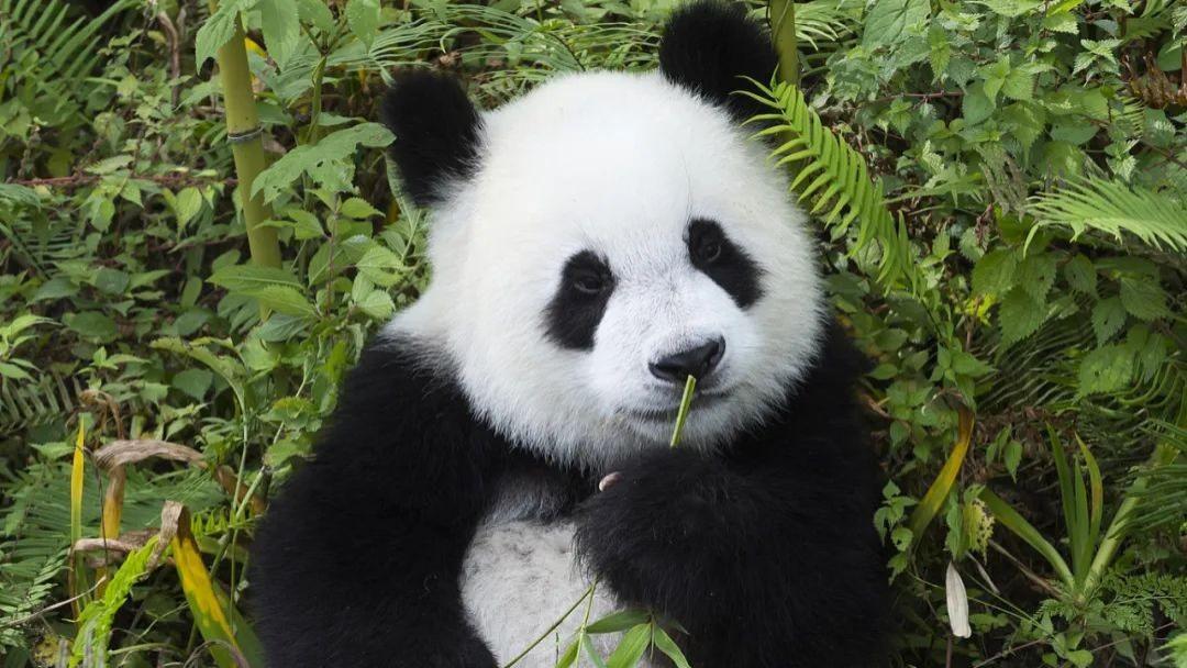 都江堰，不止是雪山下的温柔