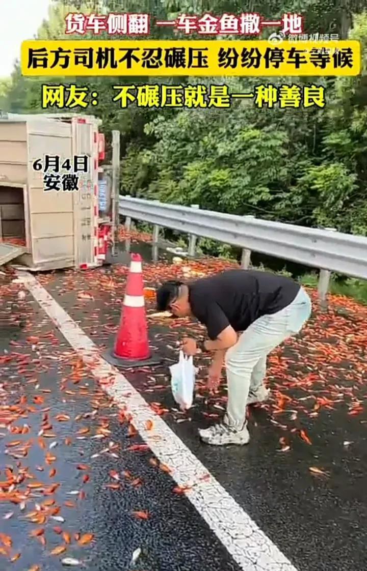 太感动了！6月4日，安徽一辆货车行驶时不慎侧翻，导致车内装的上万只金鱼散落一地，