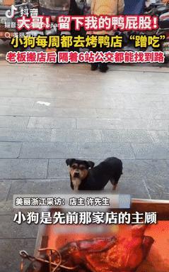 “看哭了！”江苏常州，一烤鸭店老板搬店后，2年前不管刮风下雨都要来蹭鸭屁股的小土