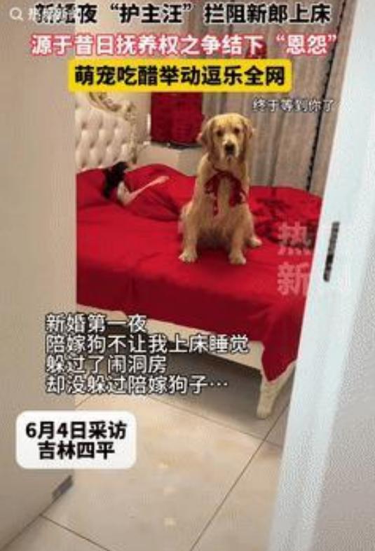 新婚夜，陪嫁狗狂吠阻止新郎进房，新娘瞬间明白：狗记仇！



吉林四平，2025