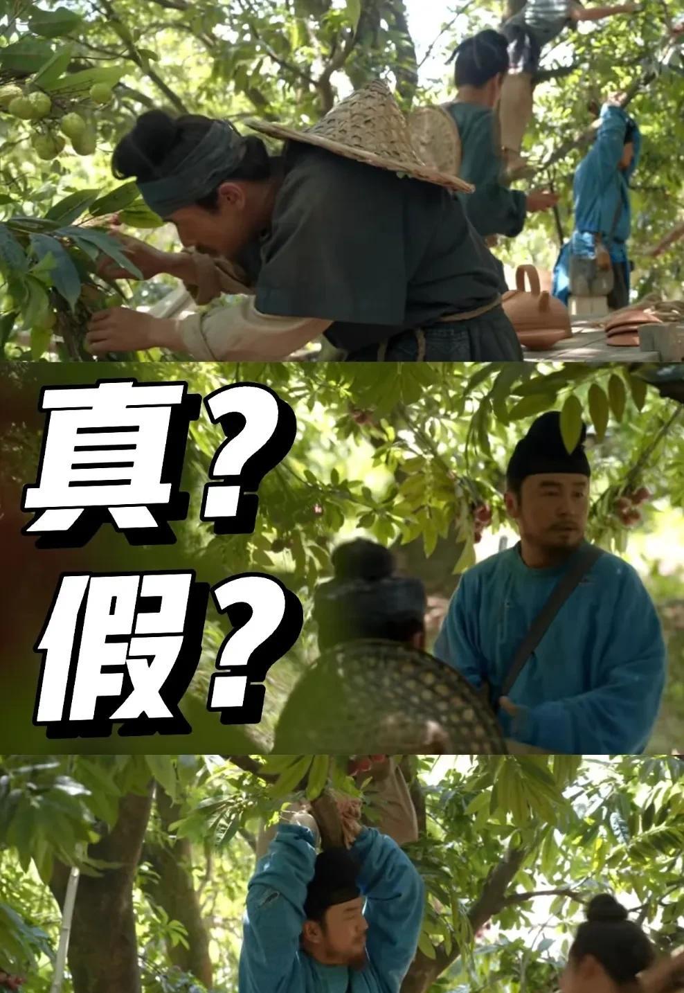 追剧时发现个离谱事！号称"荔枝传"的《长安的荔枝》，全剧竟用假树糊弄观众？官方解