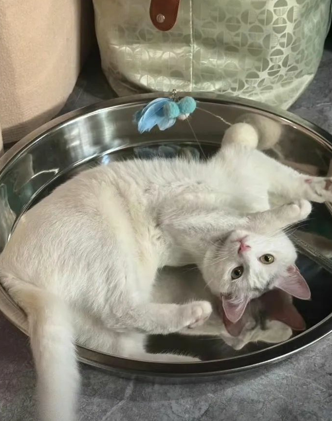 夏天给猫安排上了不锈钢凉席