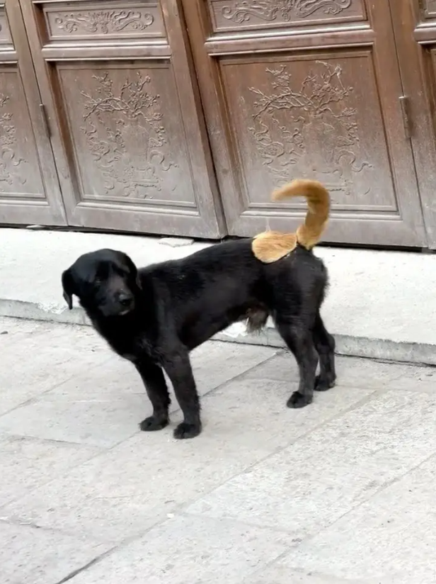 这狗子身体里藏了一只橘猫？