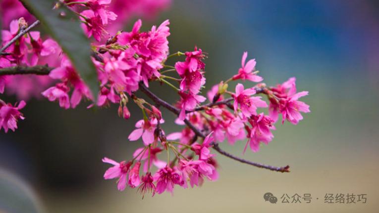 立春，有钱没钱别忘“咬春”！4个咬春的方法，养脾胃、通肝气，温和过渡到春天