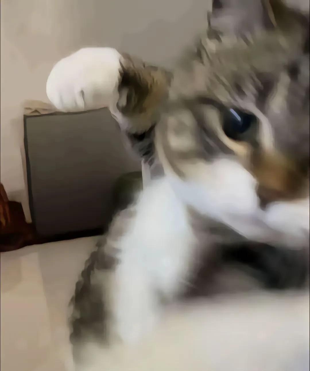 我跟你说啊猫咪是个记仇的瘪犊子。我们家那货跟我打架，结果它打输了。这家伙玩不起的