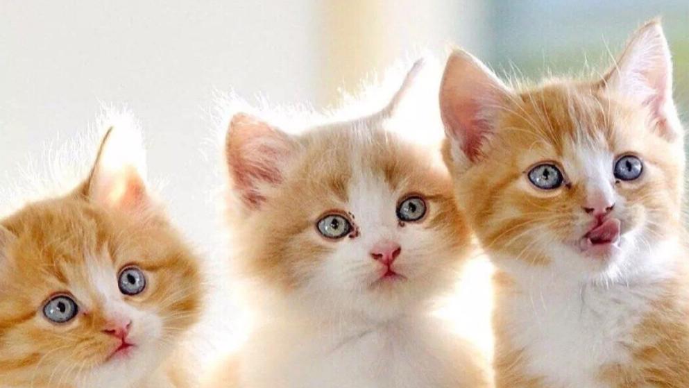 求推荐好的主食猫罐头？十大公认最好猫罐头品牌排行榜大盘点！