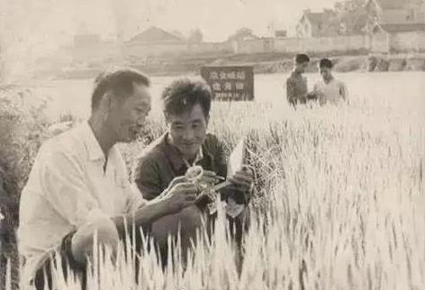 袁隆平（左一）与科研小组成员李必湖（左二）在安江农校试验田开展研究。 #历史#