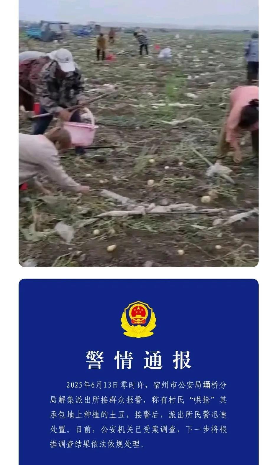 安徽宿州500亩土豆被哄抢，警方先前称
