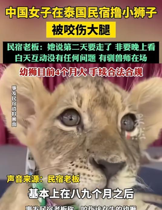 “不作不会死！”一中国女游客，在泰国民宿住最后一晚，非要手欠摸小狮子，老板不同意