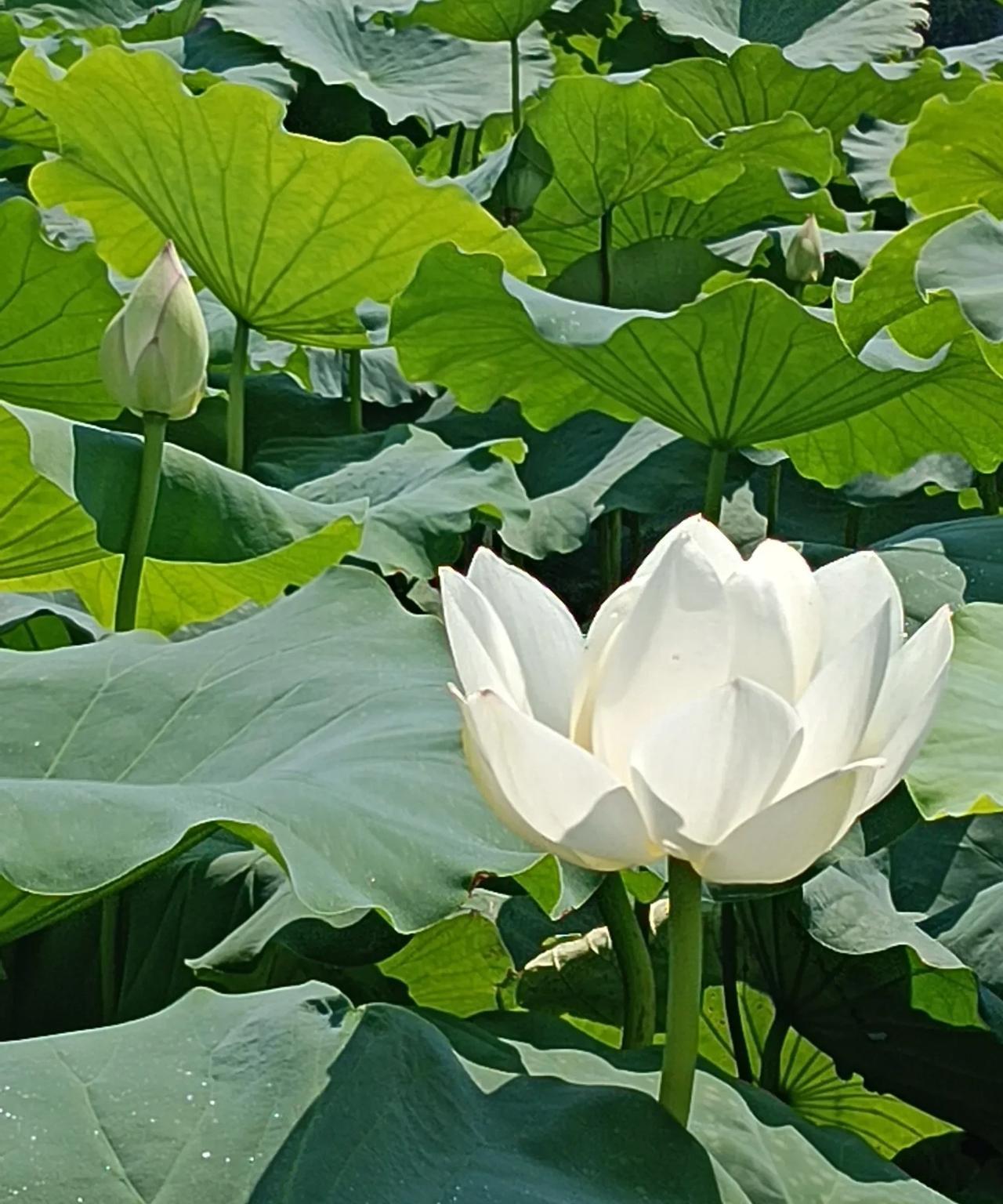 我今天来写一篇钓鱼的文章，不是真的钓鱼的那种钓鱼，准确的说是钓人！
钓谁呢？
我