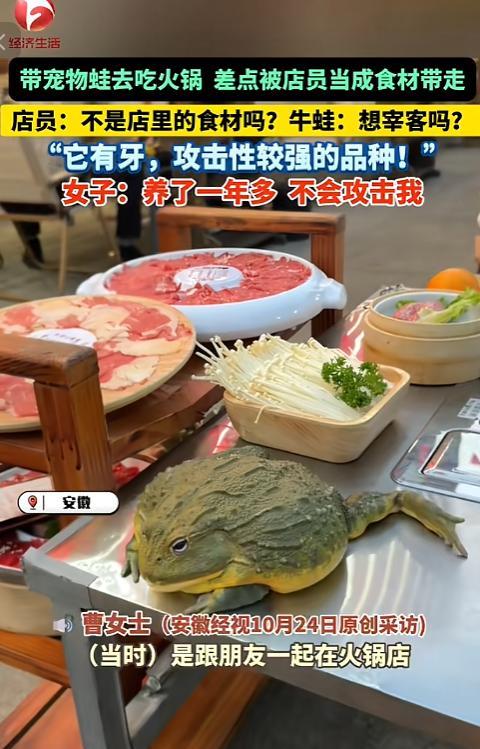 “离了个大谱！”10月24日，安徽，一女子吃火锅时，将随身携带的宠物蛙放在桌子上