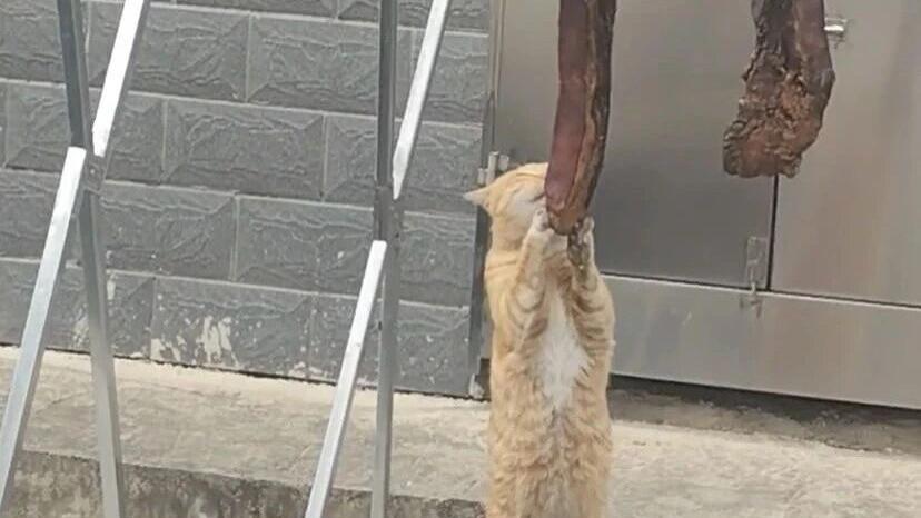 第一次看见鱼也睡上床铺，鱼要是困了会直接上去睡觉么？