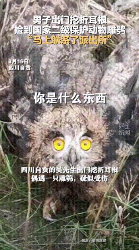 “太机智了！”近日，四川自贡，一男子上山挖折耳根，刚挖到一个，草丛里突然一阵响动