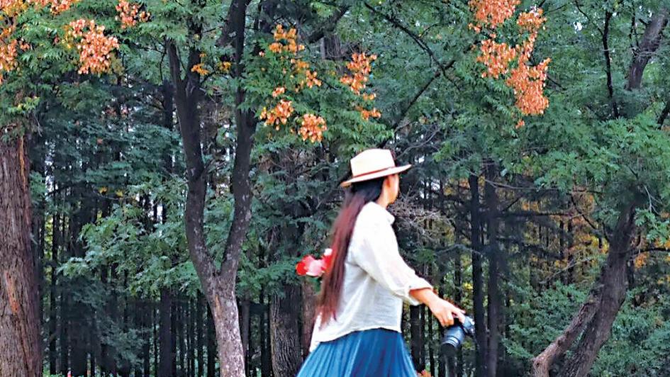 秋风执笔，栾树为画——市南秋日层次感拉满